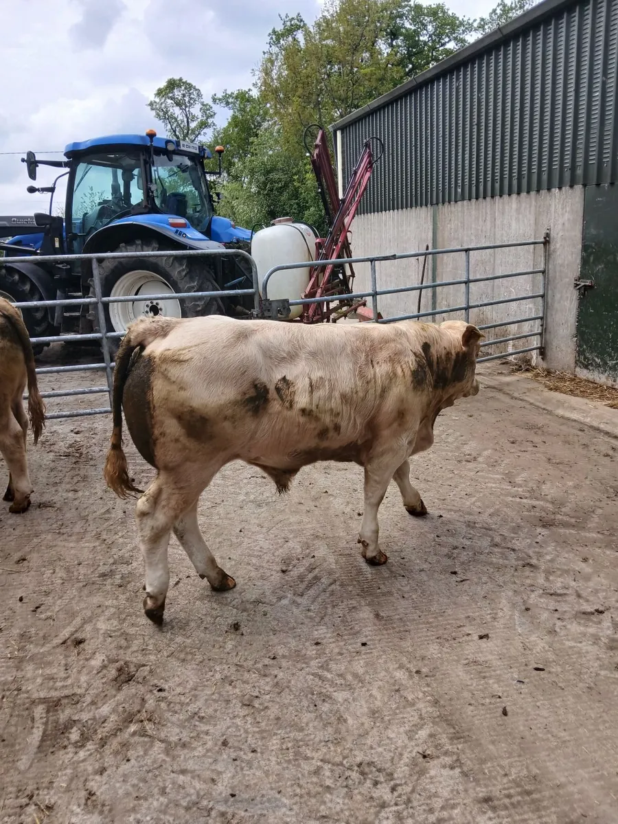 Cattle - Image 3