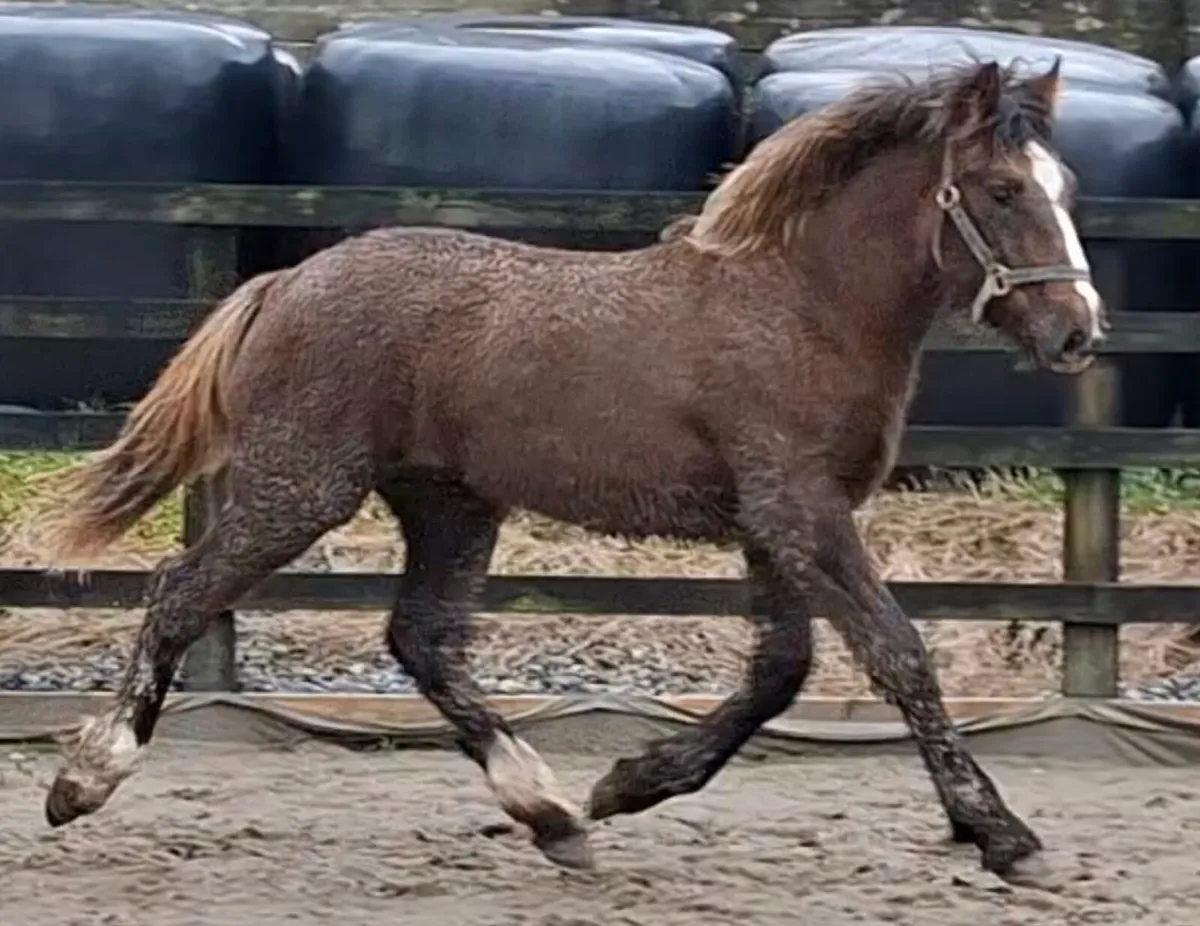 Smashing full RID yearling Colt - Image 1