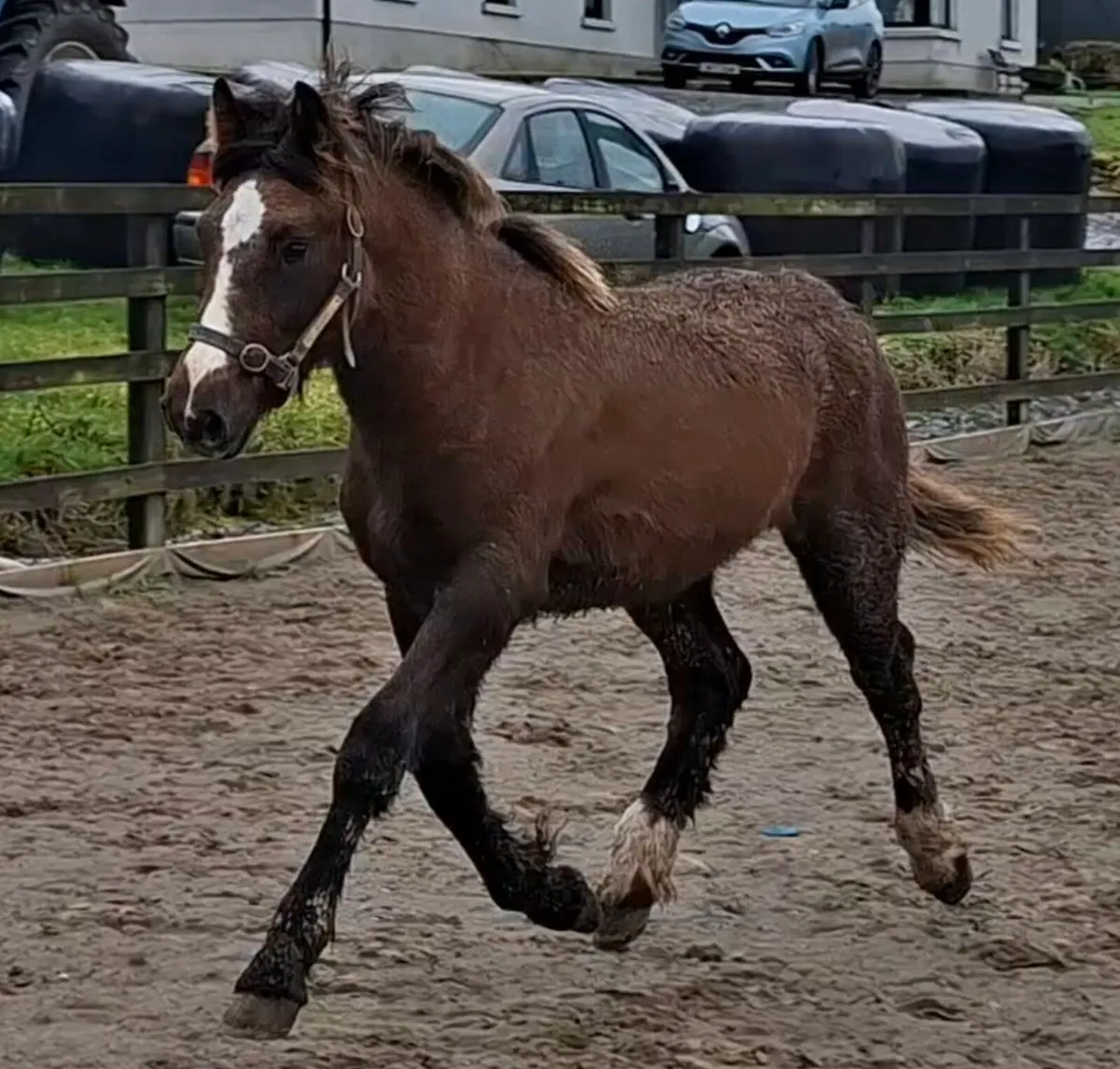 Smashing full RID yearling Colt - Image 3