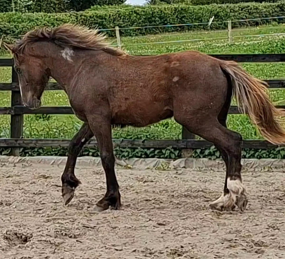 Smashing full RID yearling Colt - Image 4