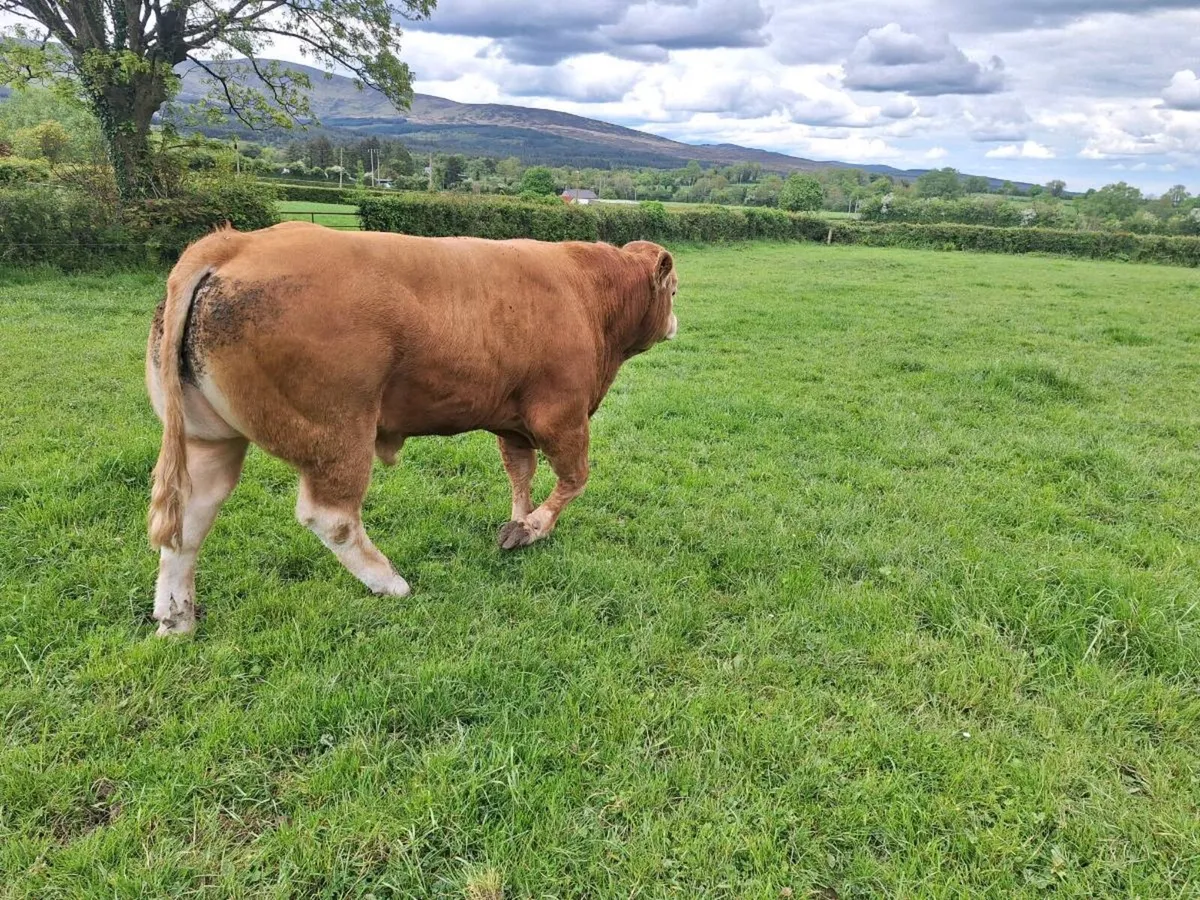 Ppbr limousine bulls - Image 2