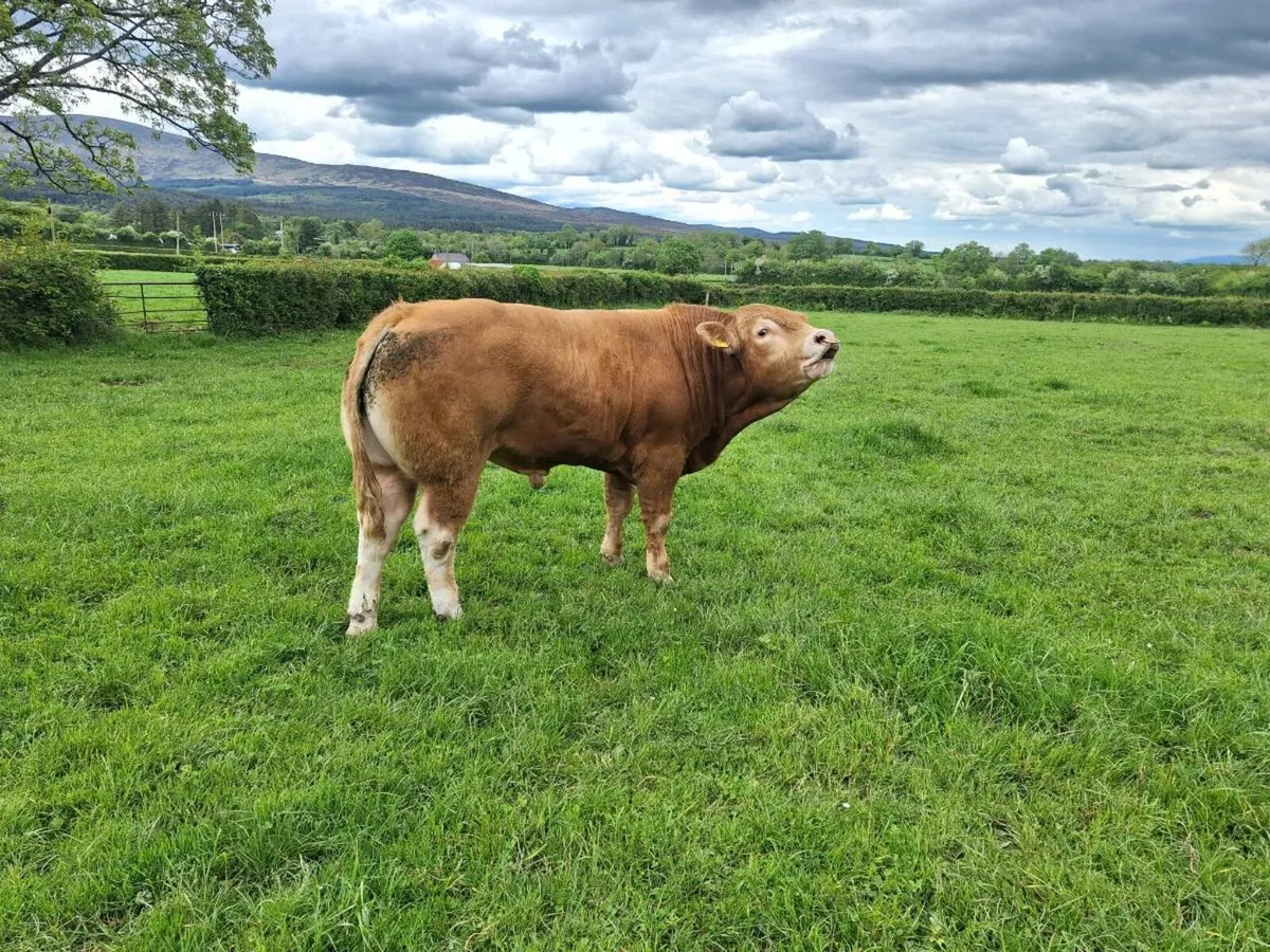 Ppbr limousine bulls - Image 3