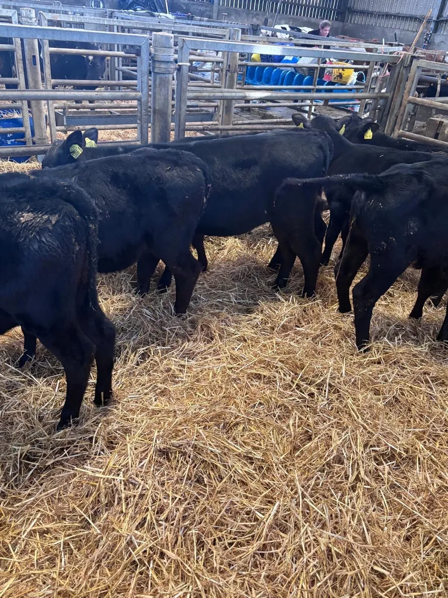 15 reared angus heifers. - Image 1