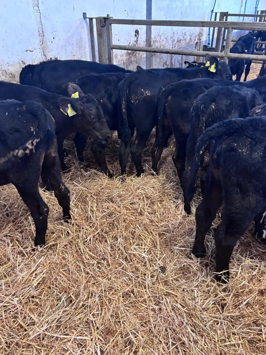 15 reared angus heifers. - Image 2