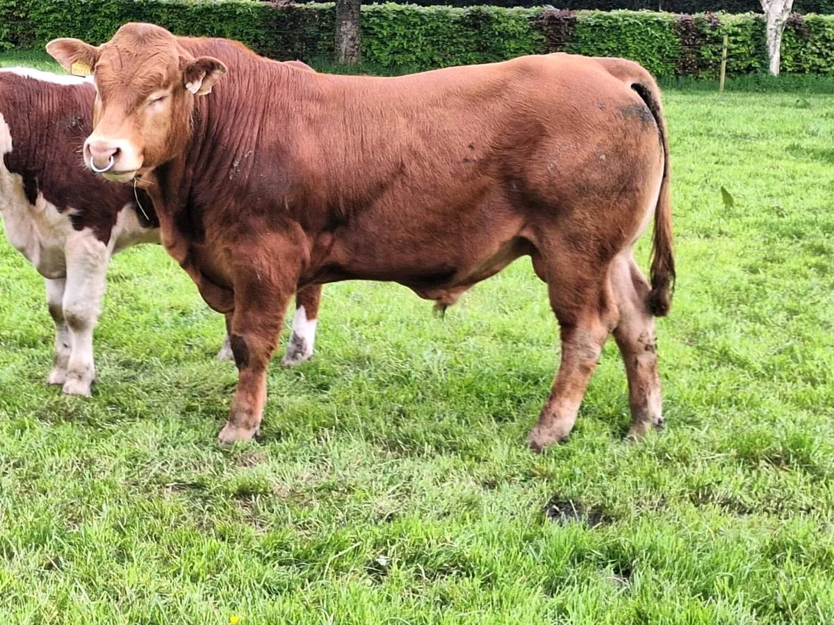 Ppbr limousine bulls - Image 4