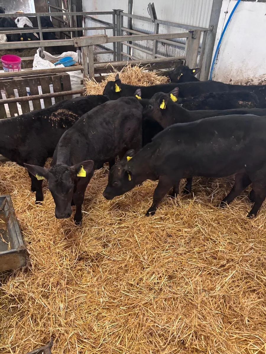 15 reared angus heifers. - Image 3