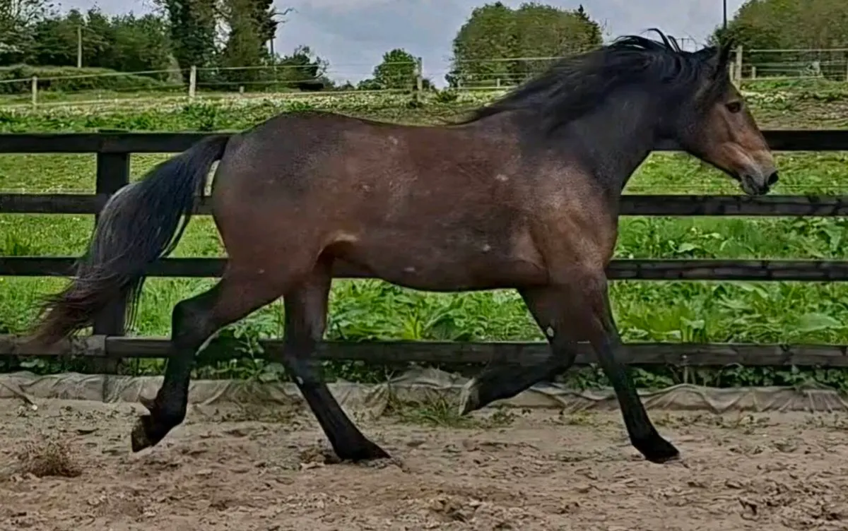 RID 2year old filly - Image 1