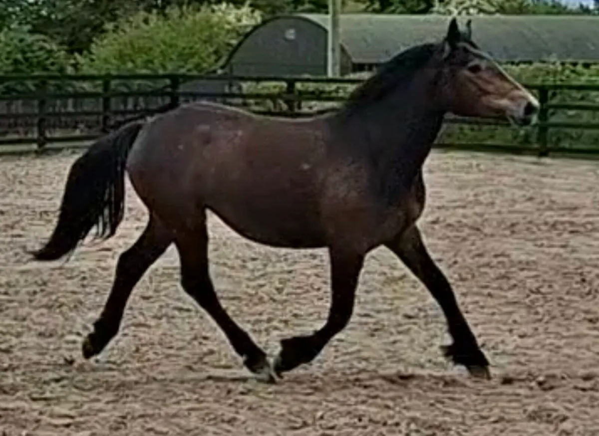 RID 2year old filly - Image 2