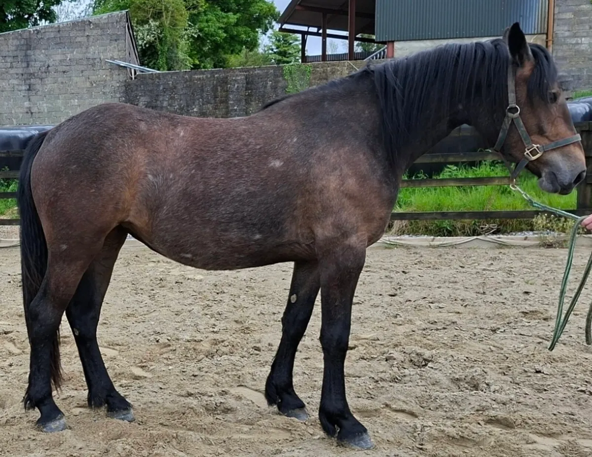 RID 2year old filly - Image 3