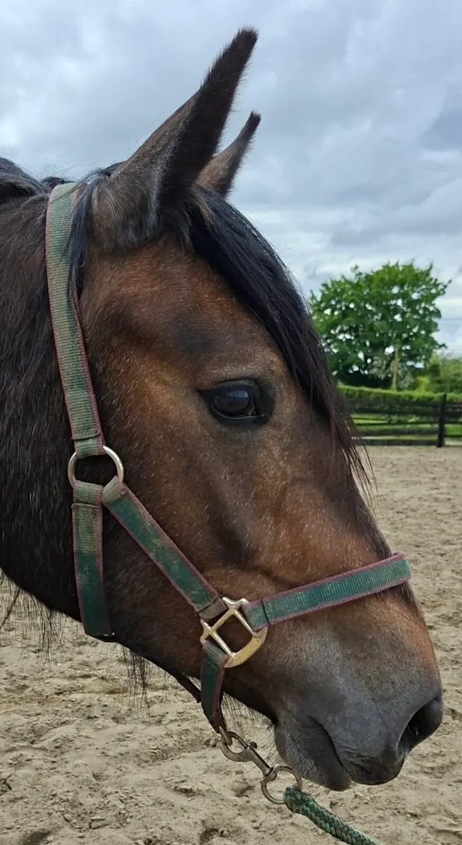 RID 2year old filly - Image 4