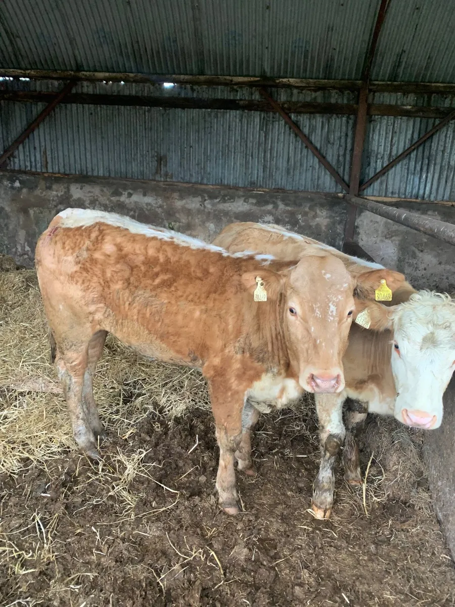 2 super 4 star Breeding heifers for sale - Image 1