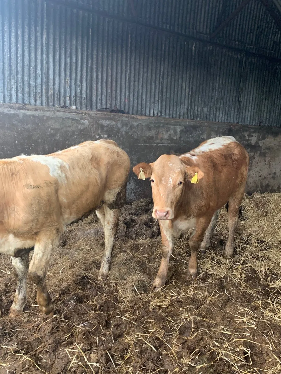 2 super 4 star Breeding heifers for sale - Image 3