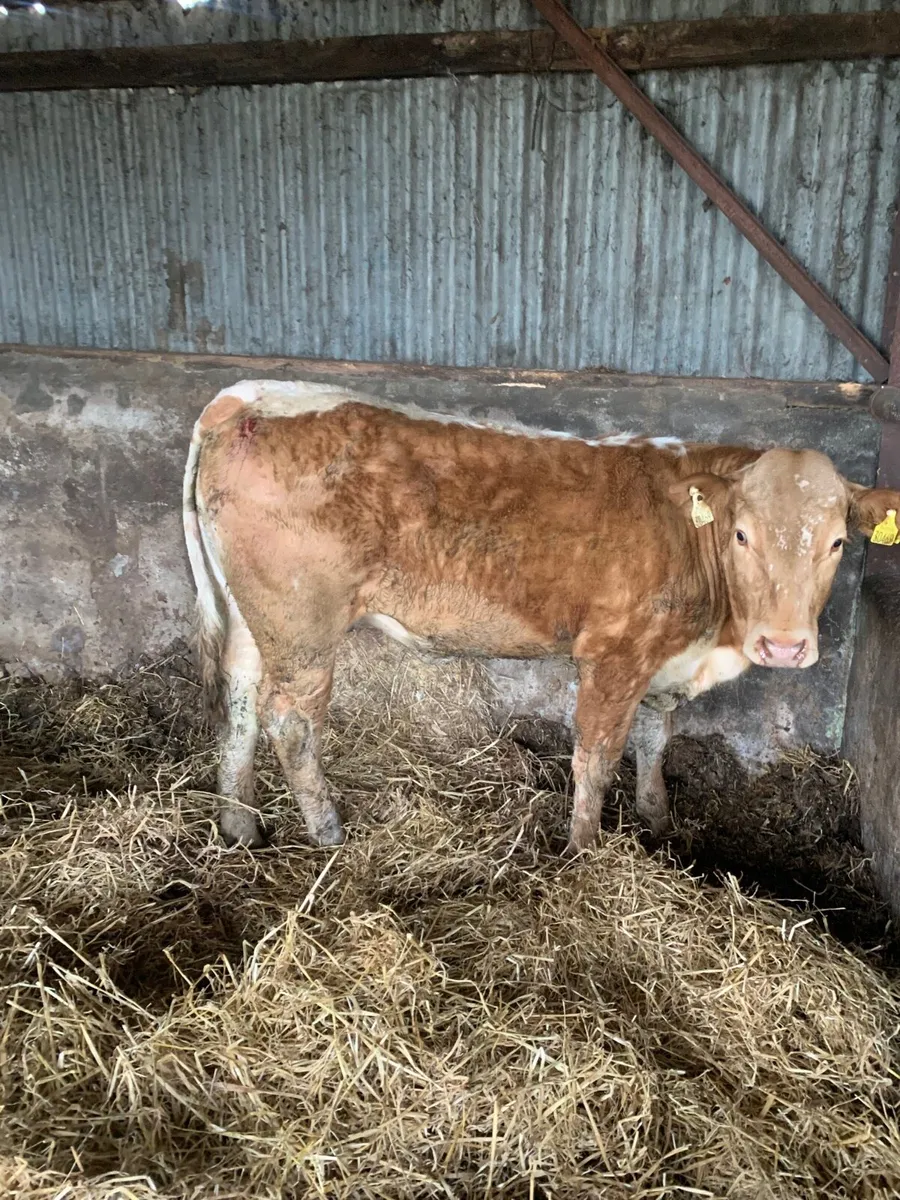 2 super 4 star Breeding heifers for sale - Image 4