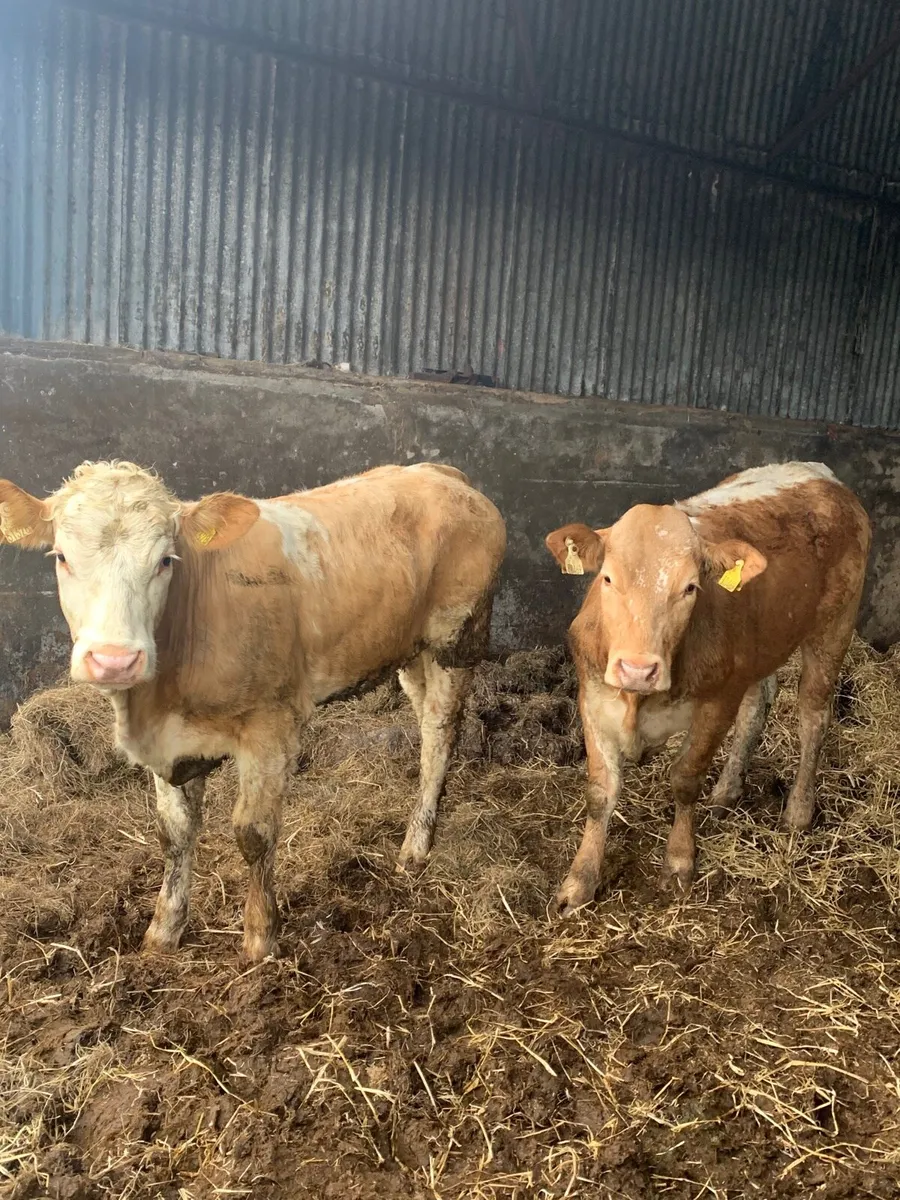 2 super 4 star Breeding heifers for sale - Image 2