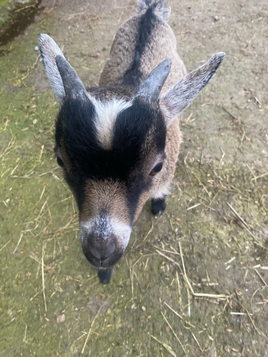 Pygmy Buck Goat - Image 2