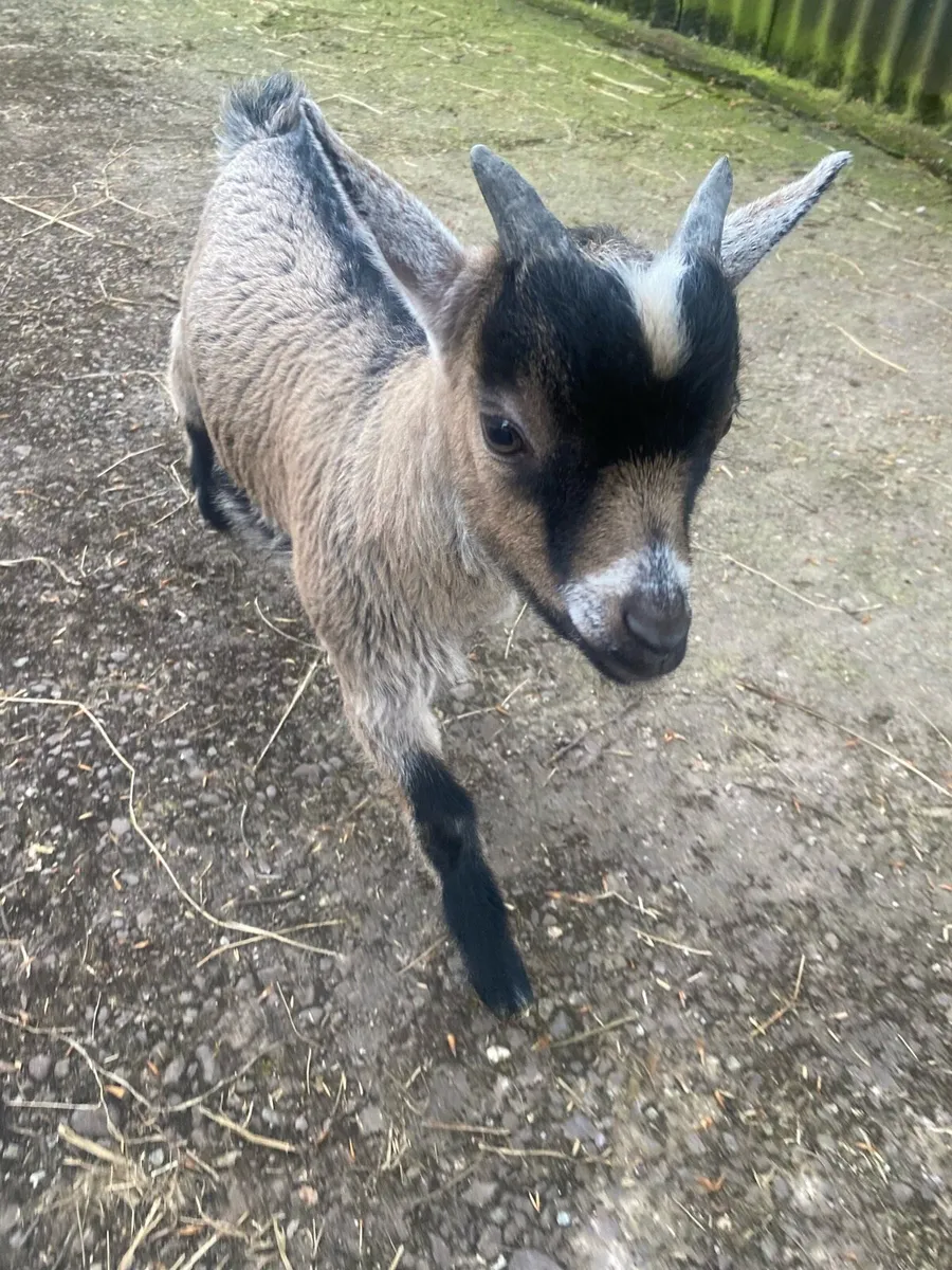 Pygmy Buck Goat - Image 1