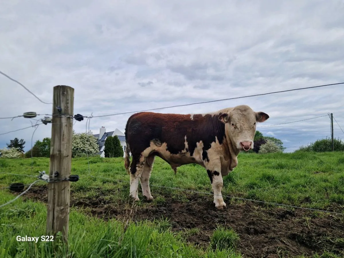 PBR HEREFORD BULL - Image 1