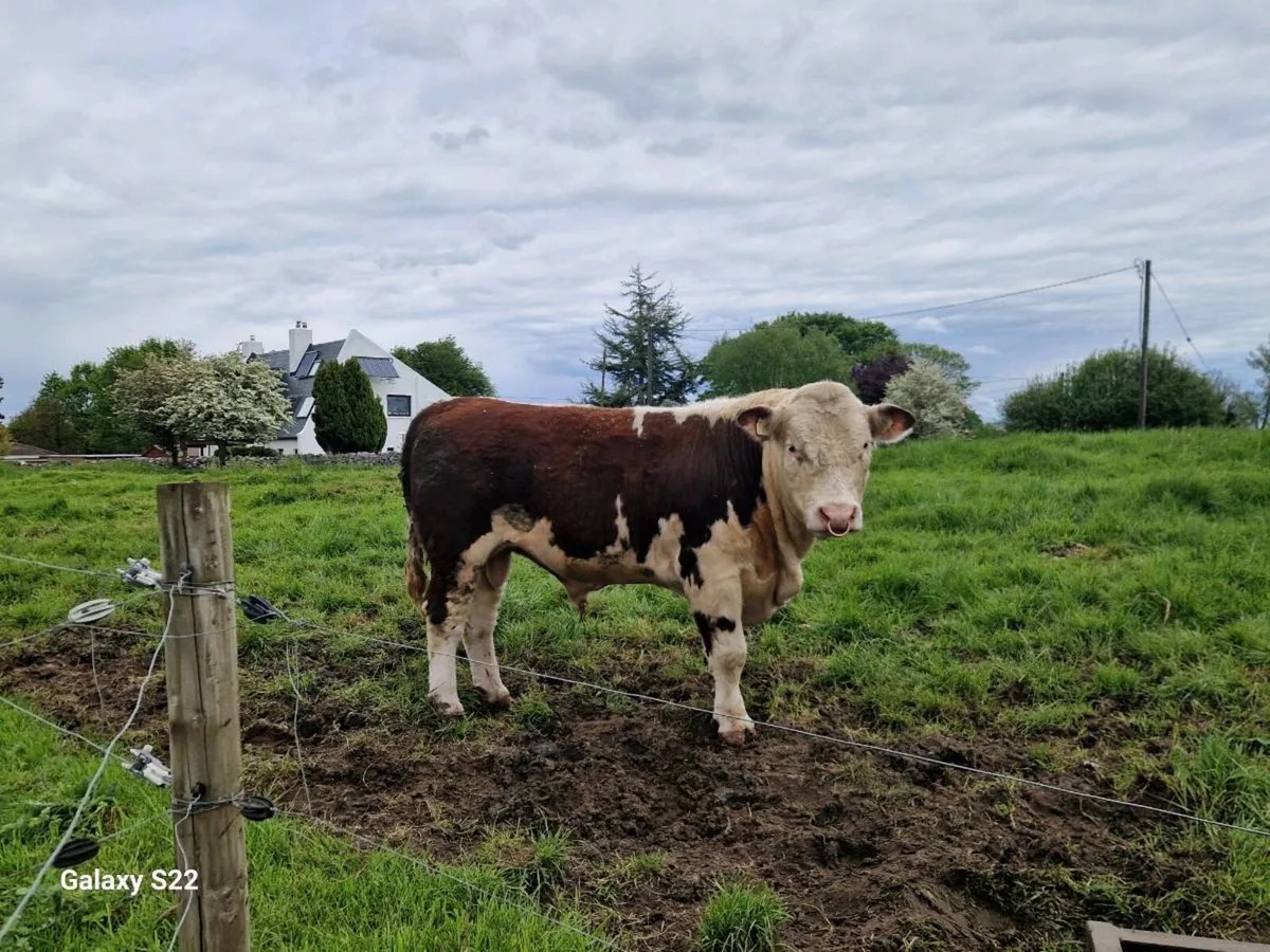PBR HEREFORD BULL - Image 2