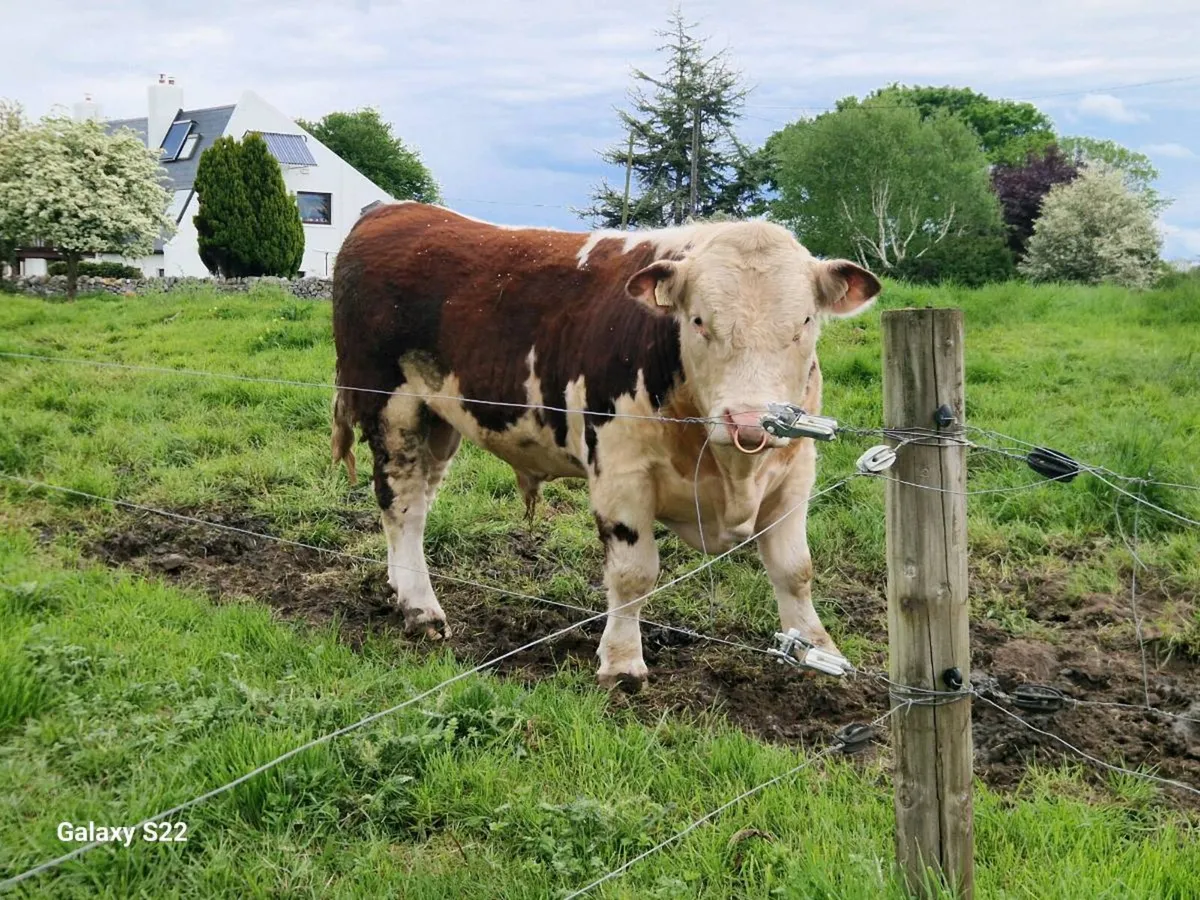 PBR HEREFORD BULL - Image 3