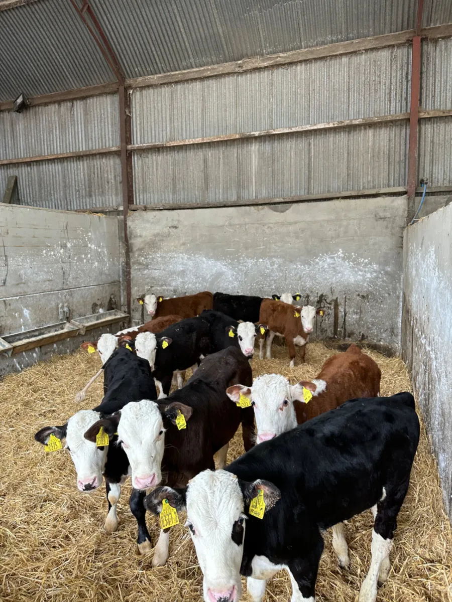 Hereford bulls - Image 3