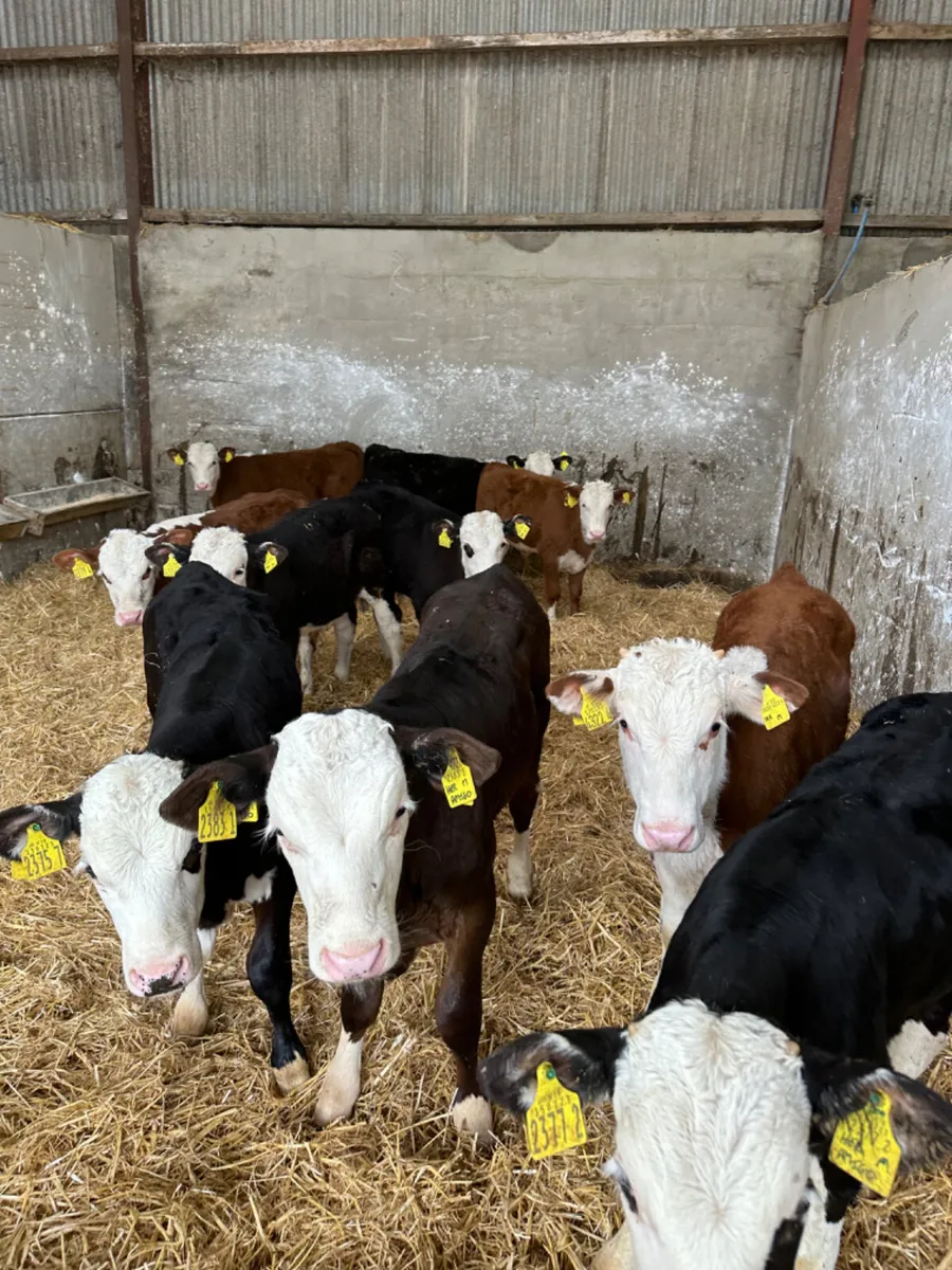 Hereford bulls - Image 4