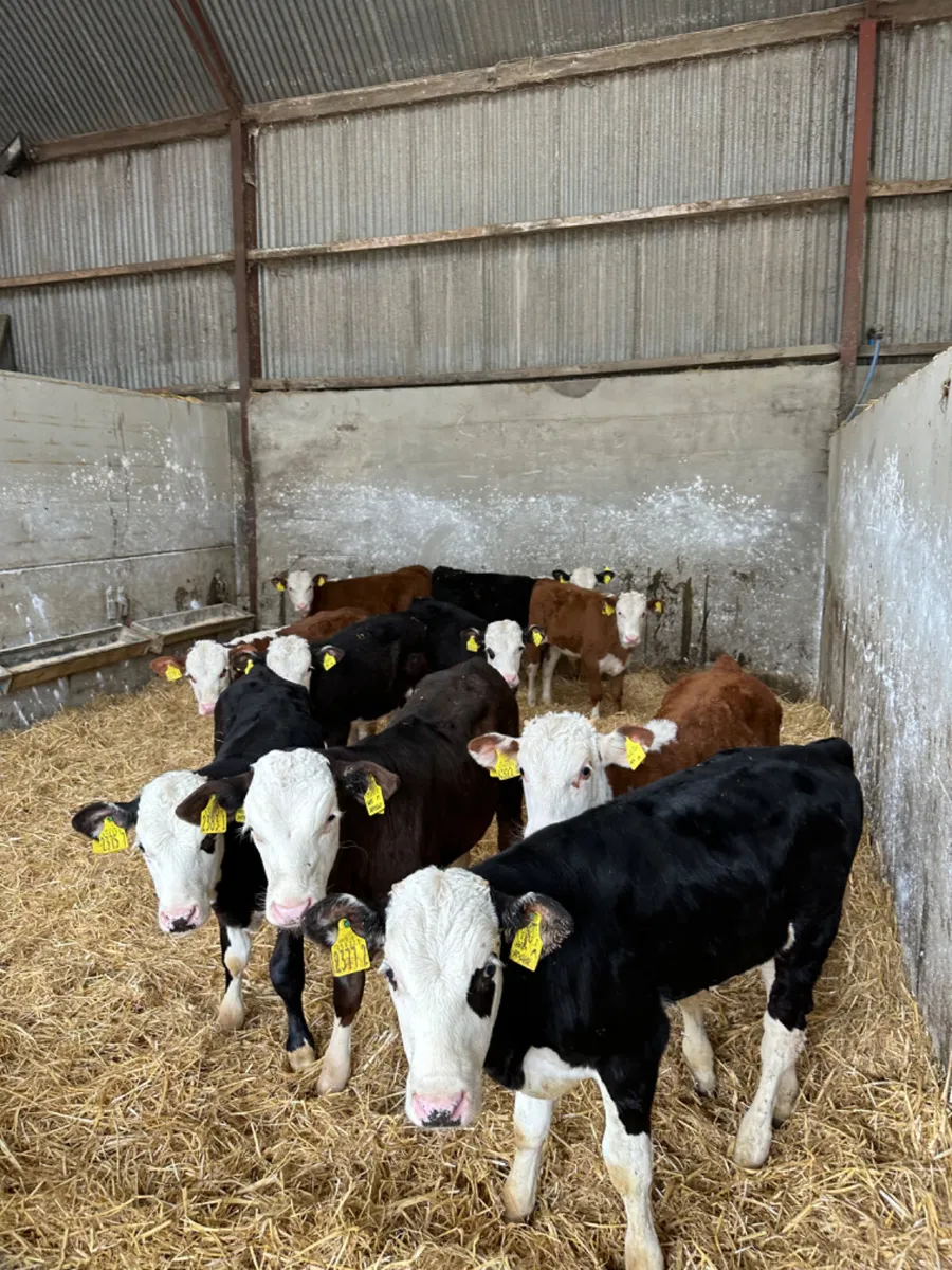 Hereford bulls - Image 2