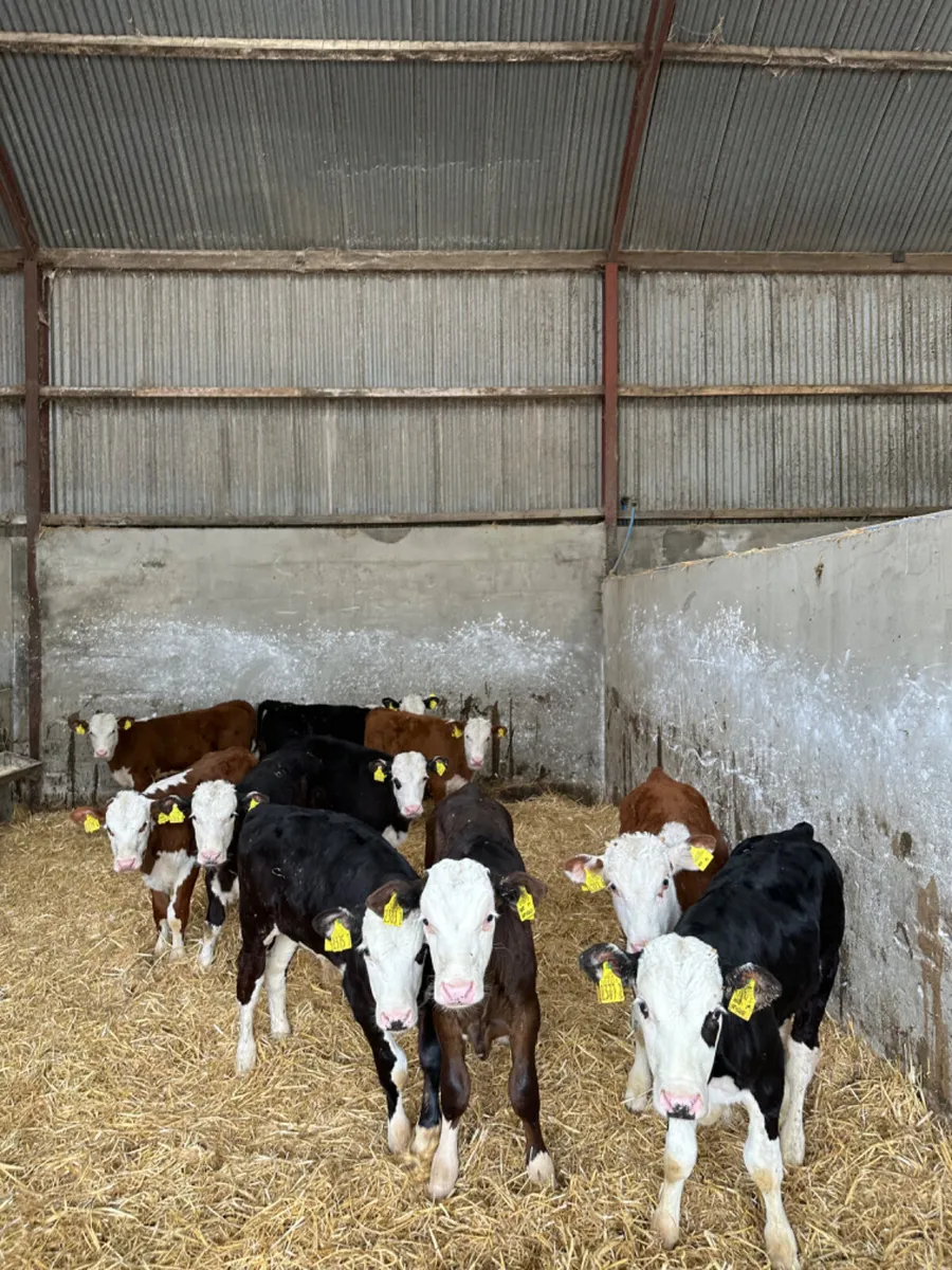 Hereford bulls - Image 1
