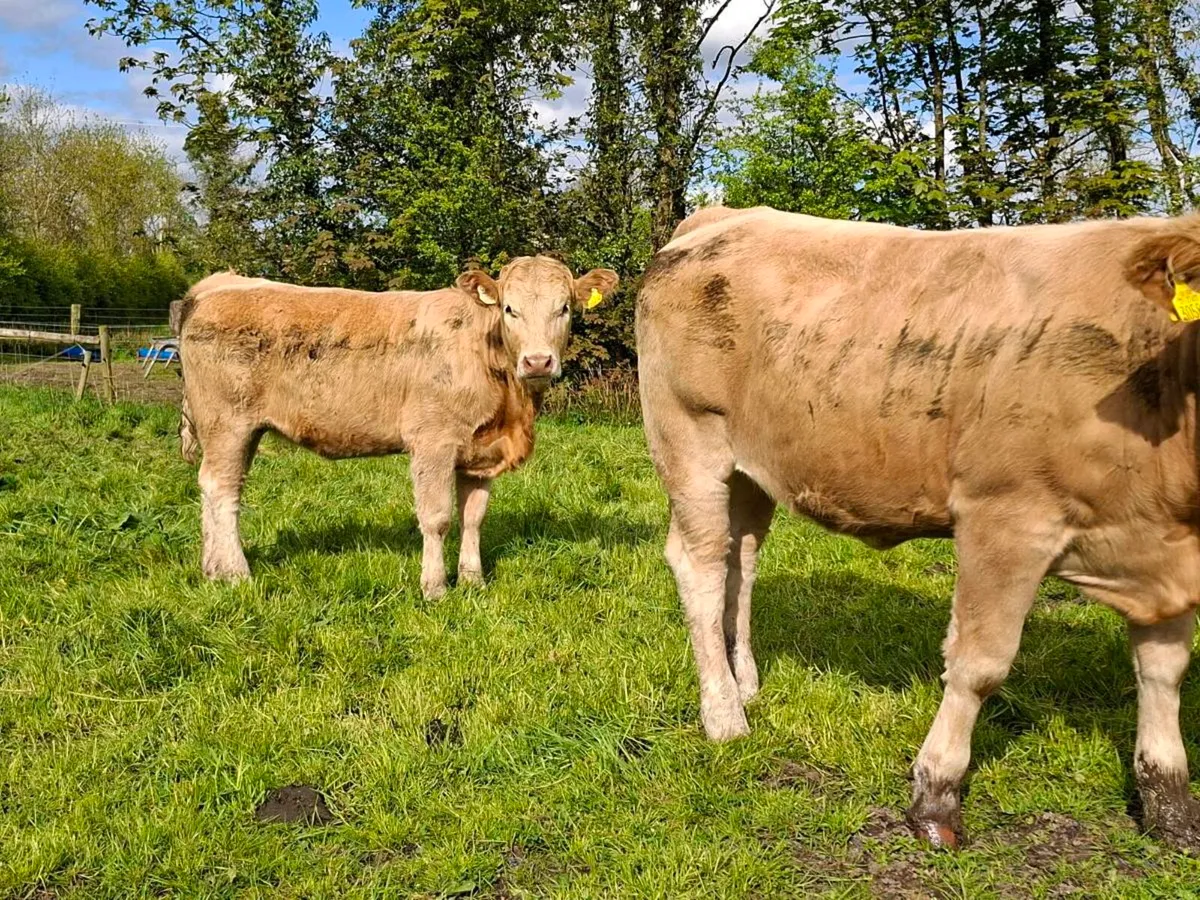 Heffers Carrigallen mart Saturday  9/5 - Image 2