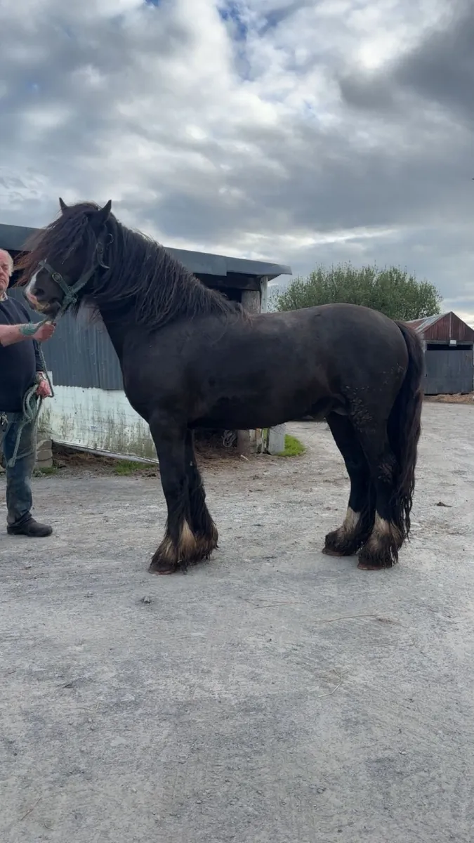 Horse for stud - Image 1