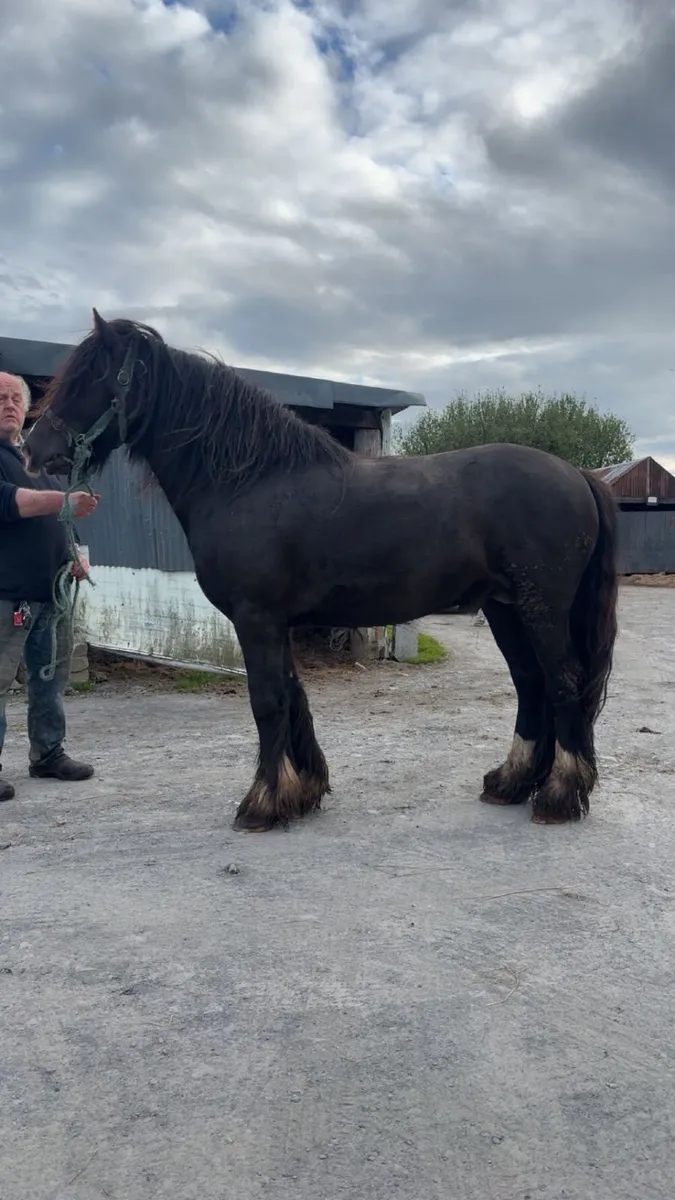Horse for stud - Image 2