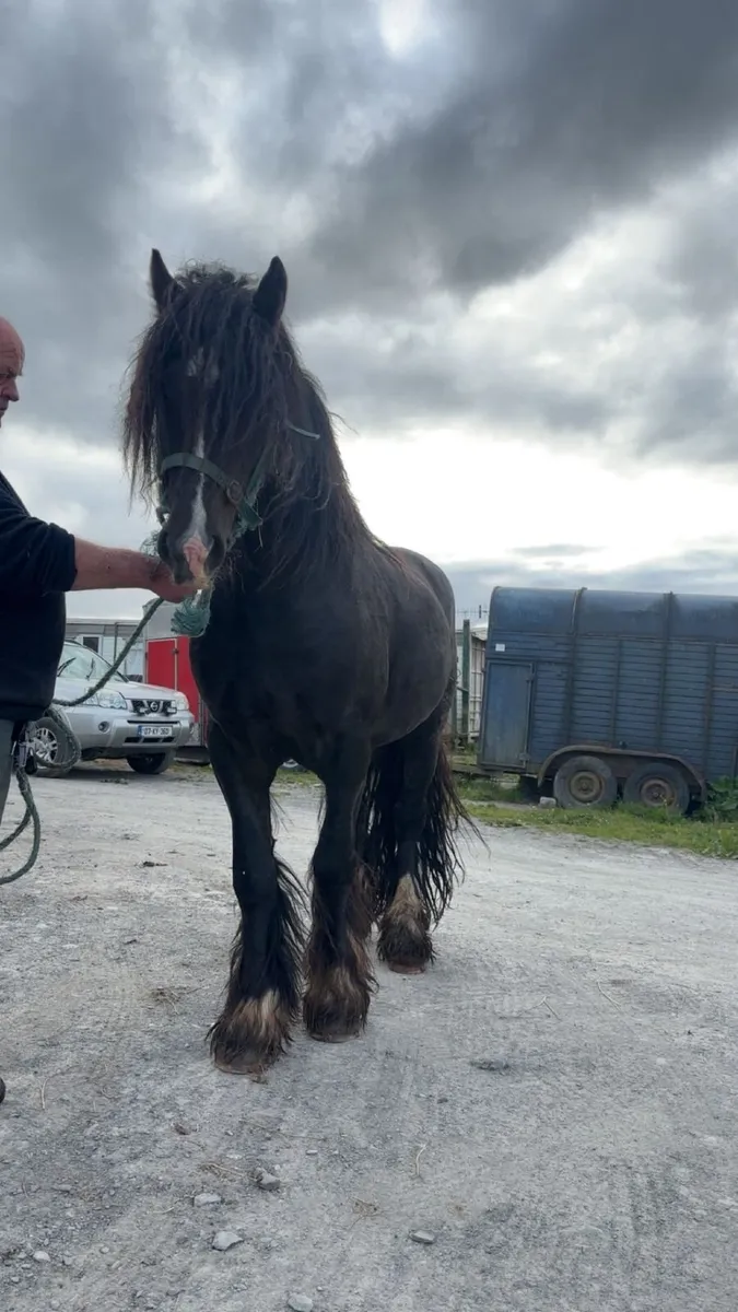 Horse for stud - Image 4