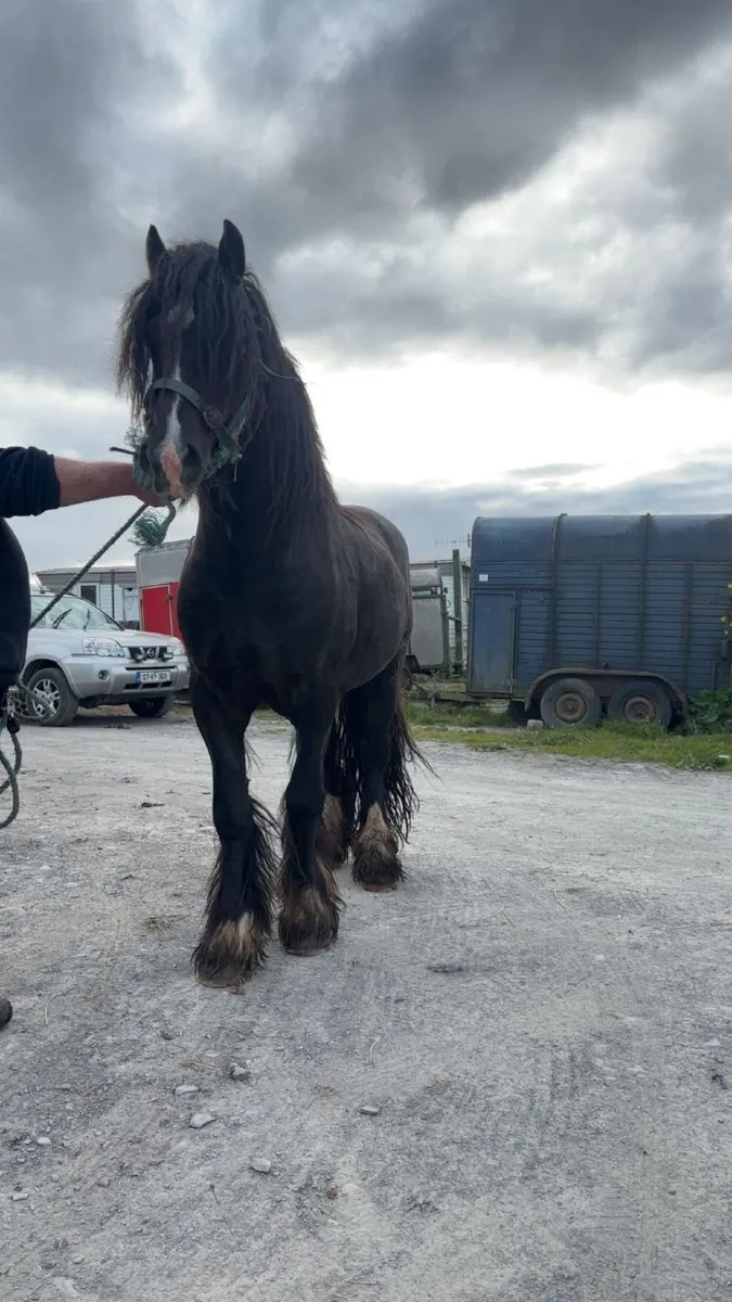 Horse for stud - Image 3