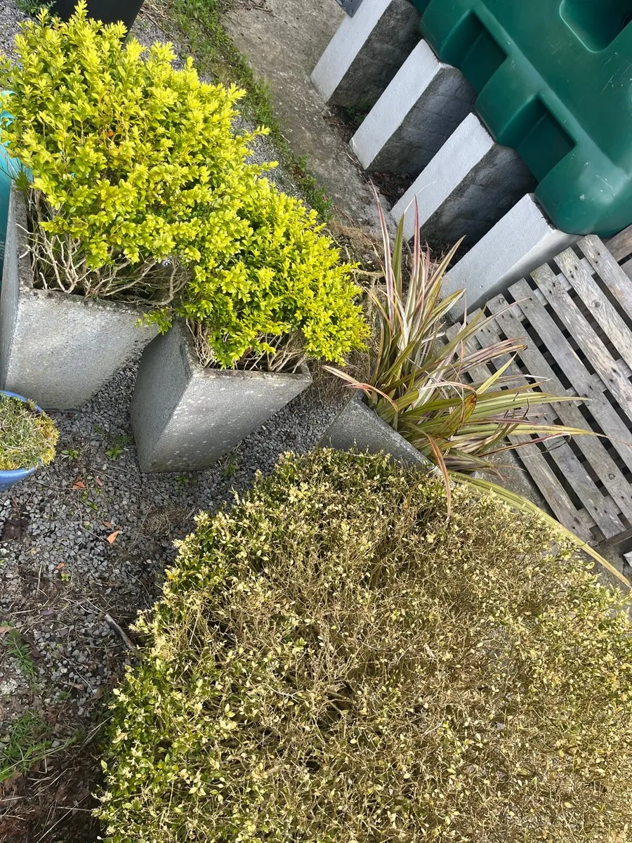Mature shrubs - Image 1