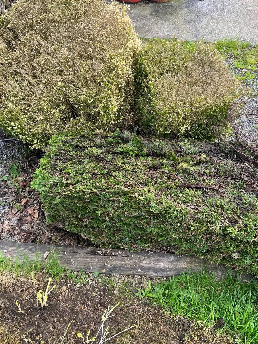 Mature shrubs - Image 2