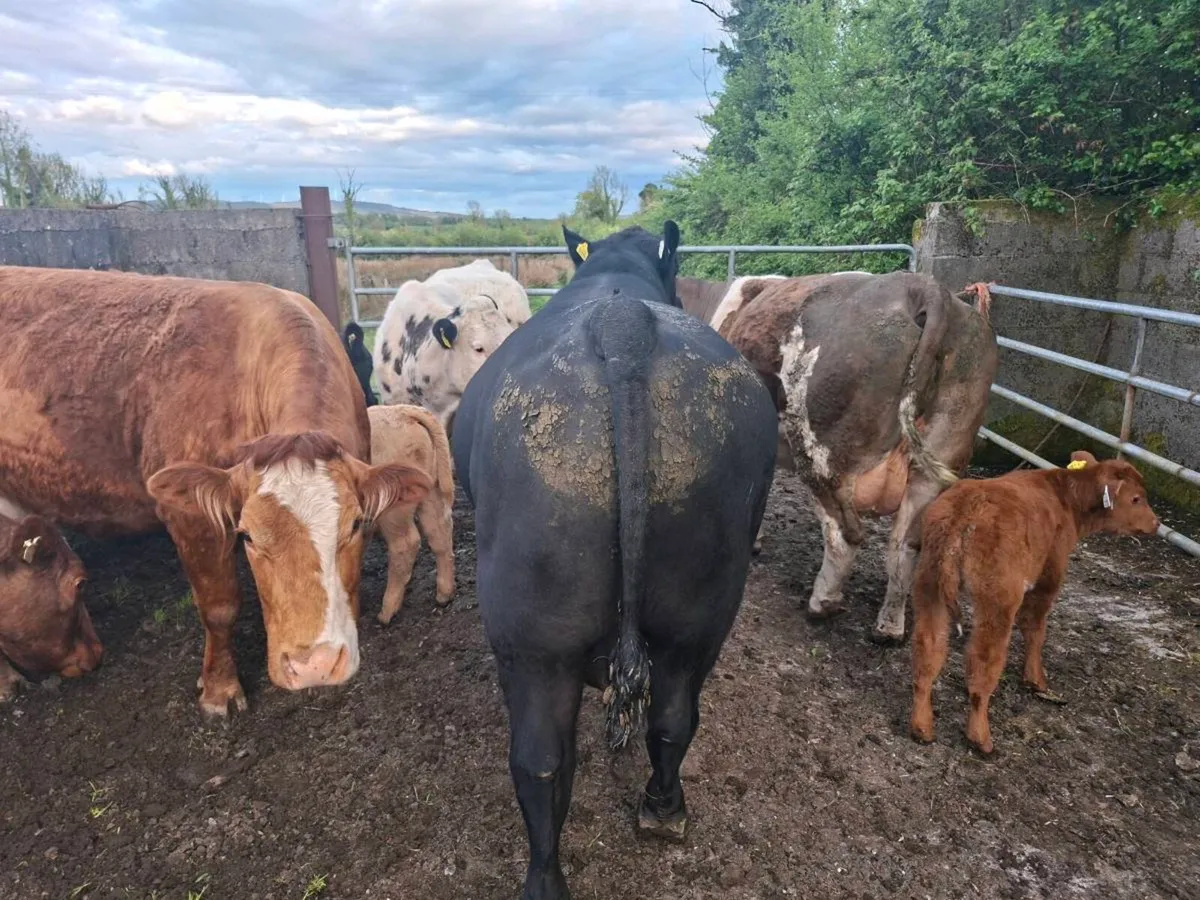 2 yr old angus bull - Image 2