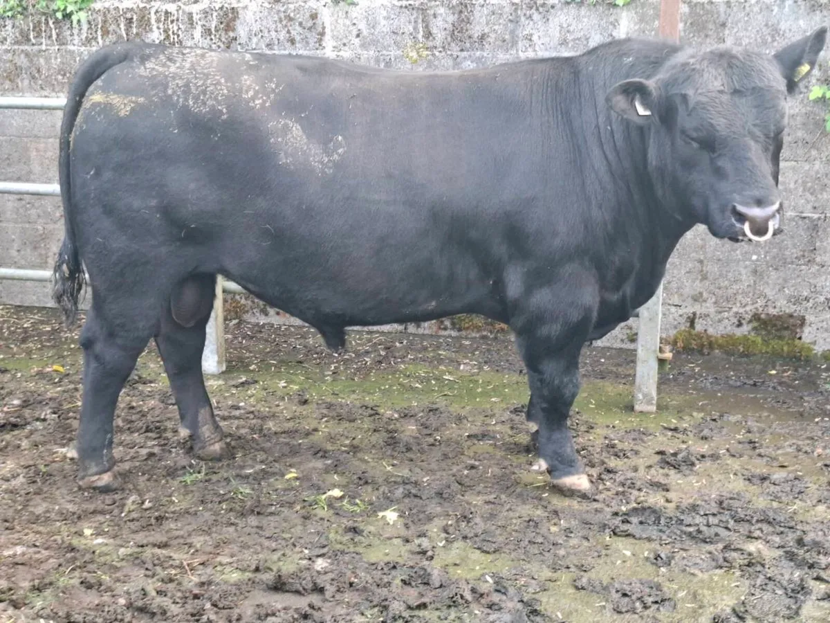 2 yr old angus bull - Image 3
