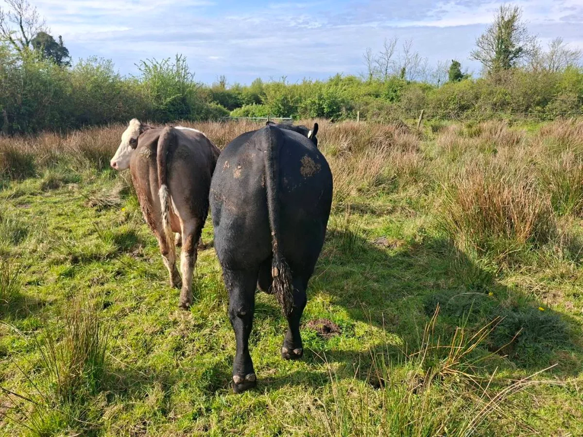 2 yr old angus bull - Image 4
