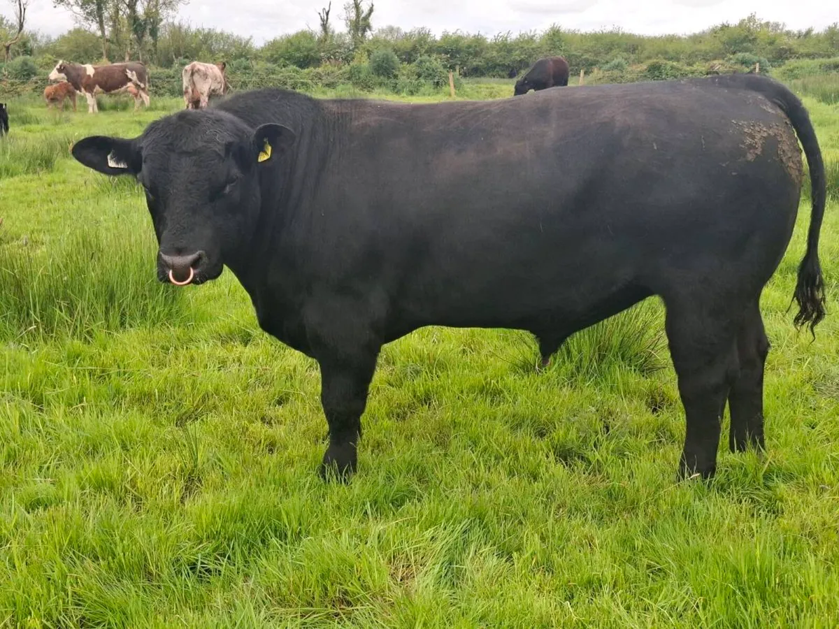 2 yr old angus bull - Image 1