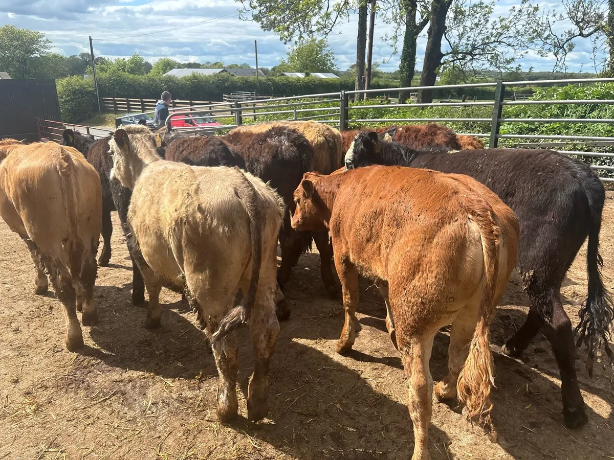 10 super suckler bred continental heifers - Image 4