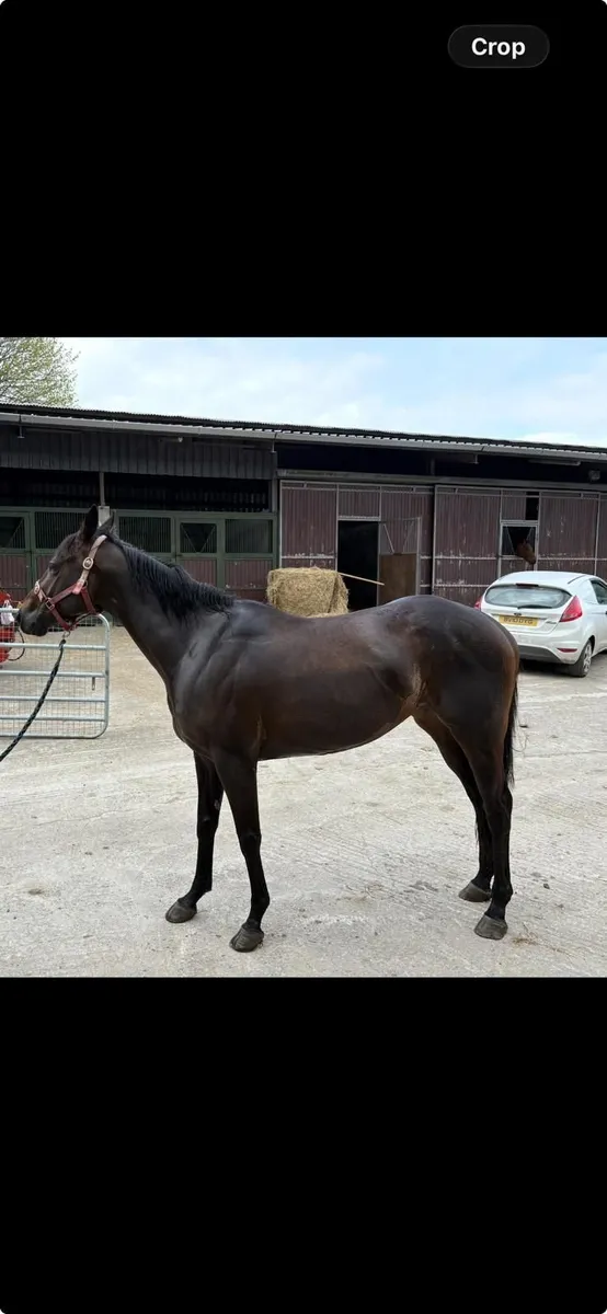 Horse - Image 1