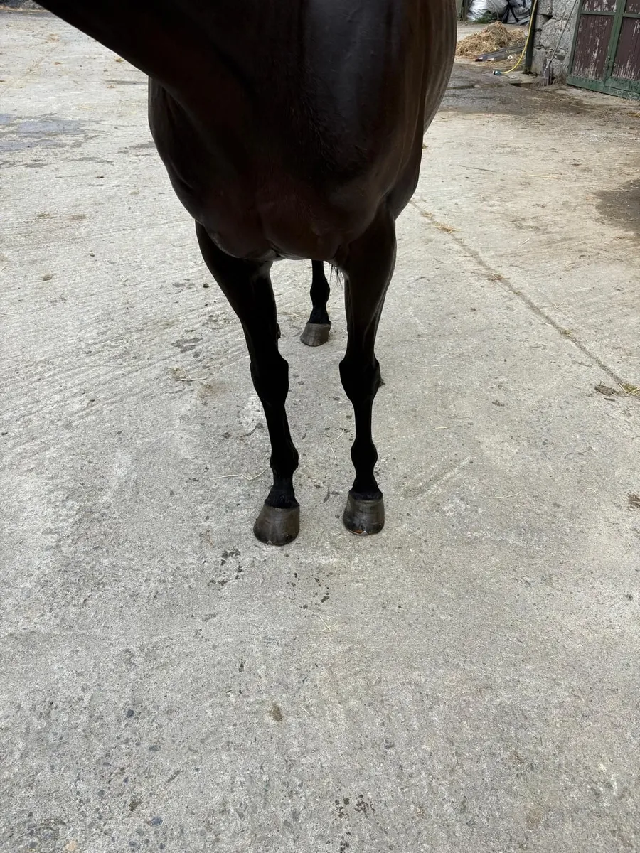 Horse - Image 3