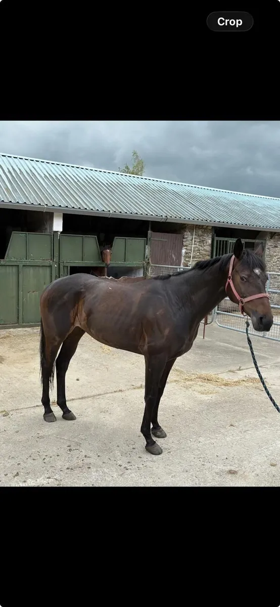 Horse - Image 2