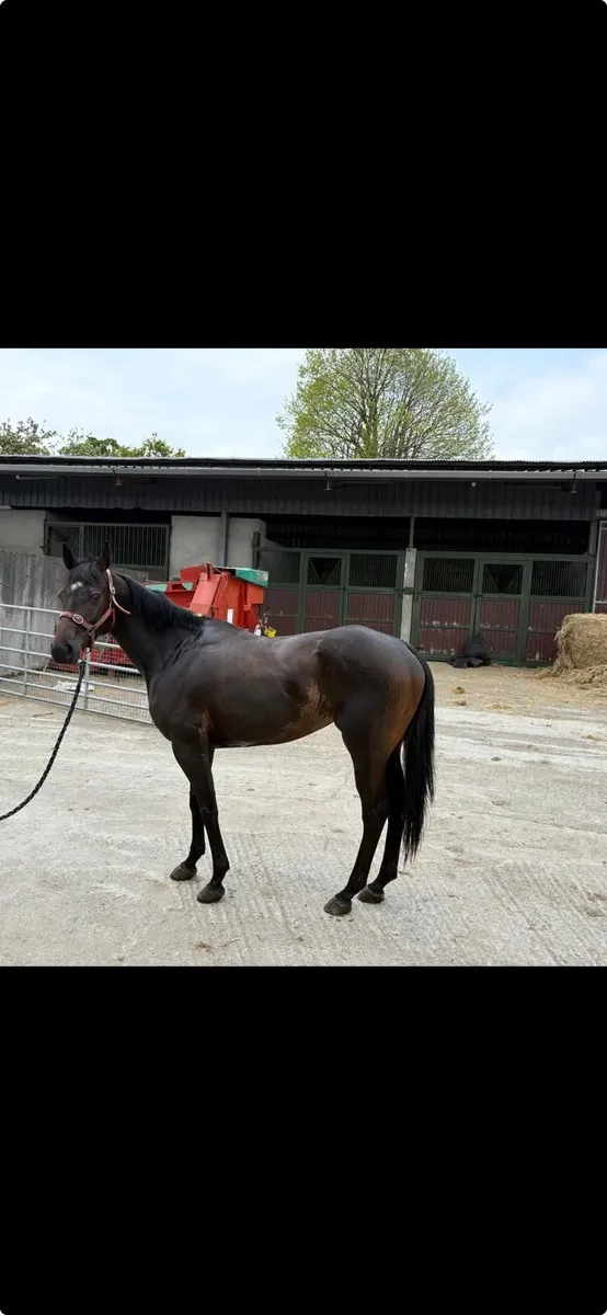 Horse - Image 4