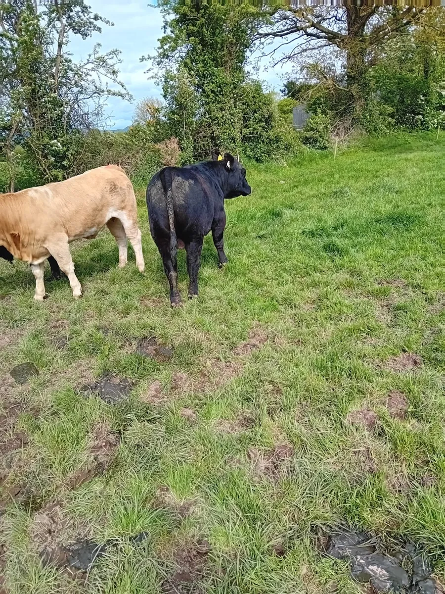 Pedigree Angus bull - Image 4