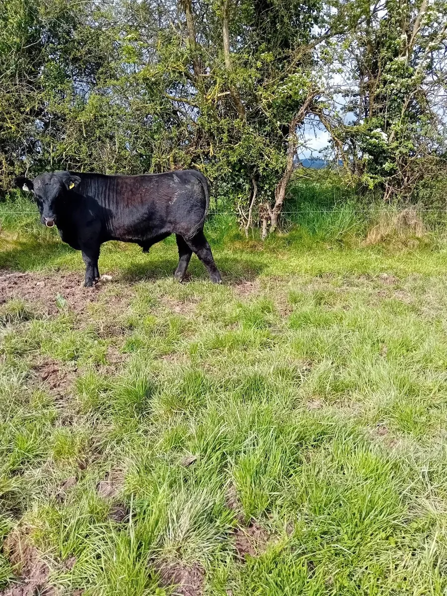 Pedigree Angus bull - Image 1