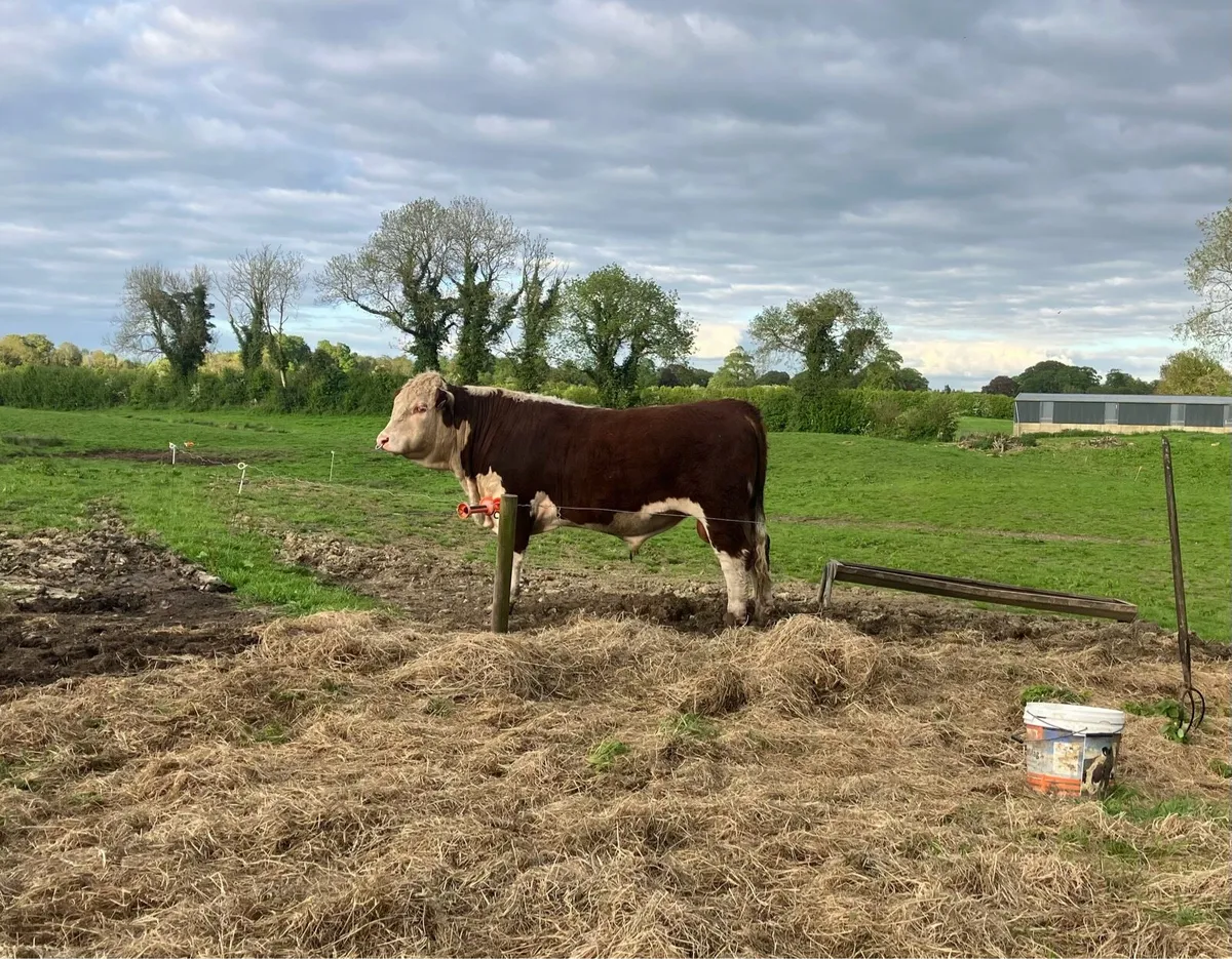 For Sale 2 PBR 5 Star Hereford Bulls - Image 3