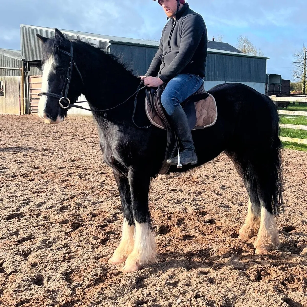 4 YEAR OLD SHOW QUALITY FILLY - Image 1