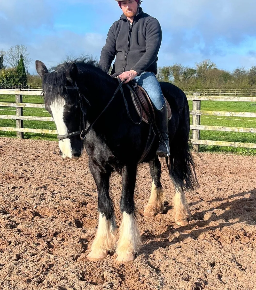 4 YEAR OLD SHOW QUALITY FILLY - Image 2