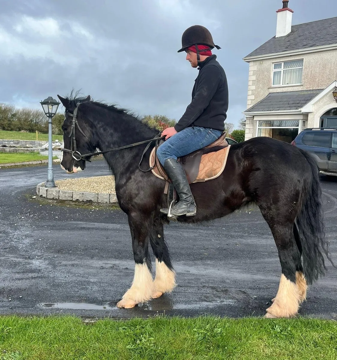 4 YEAR OLD SHOW QUALITY FILLY - Image 3