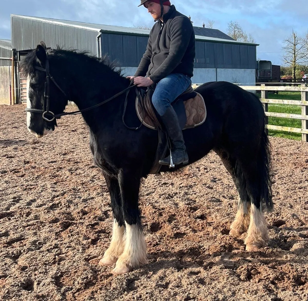4 YEAR OLD SHOW QUALITY FILLY - Image 4